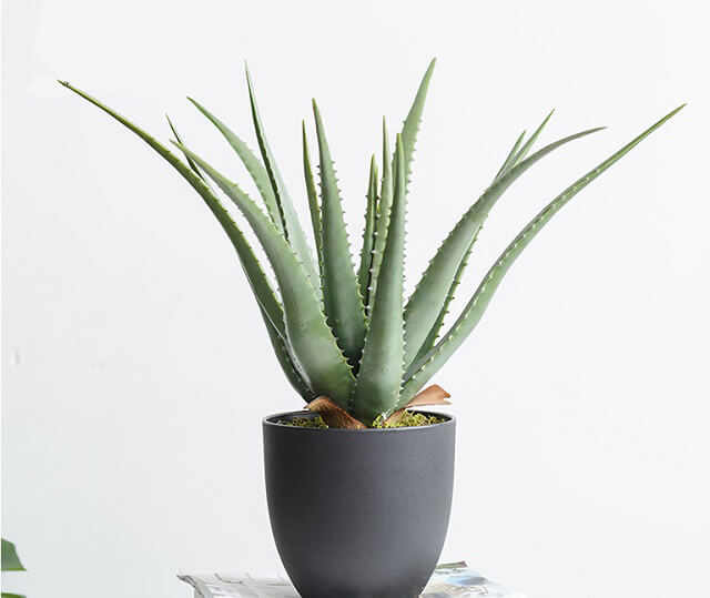 7-loai-cay-nen-dat-trong-phong-ngu-tot-cho-suc-khoe