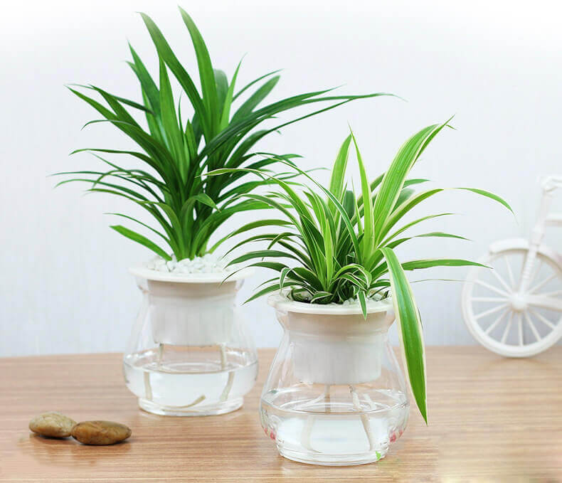 7-loai-cay-nen-dat-trong-phong-ngu-tot-cho-suc-khoe